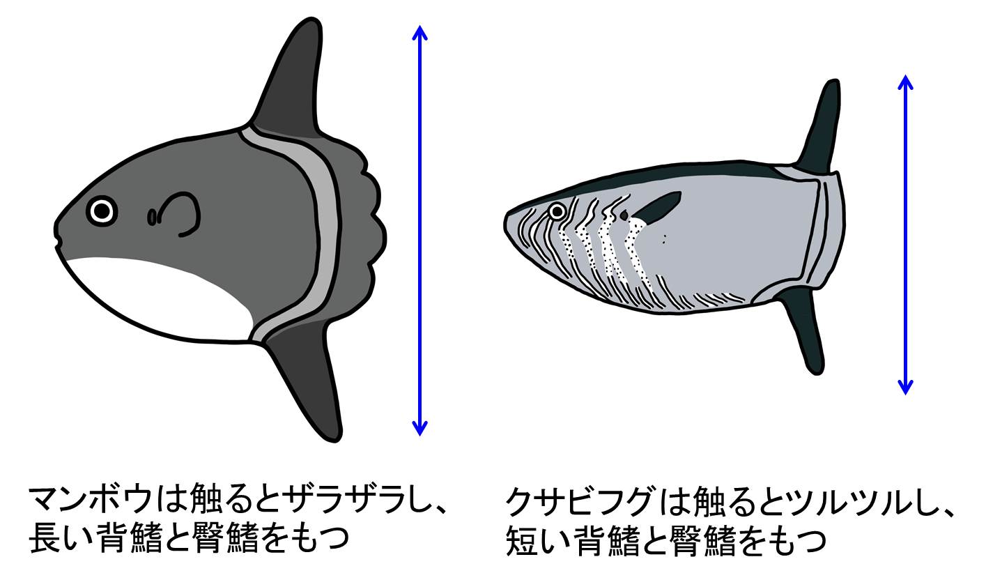 マンボウは合成魔獣だった 学名が Mola Mola Mola Sp B Mola Mola と変遷した理由 論文紹介サイト 論文ナビ