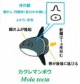 259年間のかくれんぼ！～3世紀の時を超え125年ぶりに新発見されたマンボウ属の新種「カクレマンボウ   Mola tecta」～