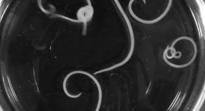 論文紹介サイト 論文ナビ 論文の内容をわかりやすく解説