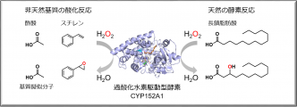 食酢の主成分「酢酸」が納豆菌の酵素を活性化する　～汎用的な過酸化水素型酸化酵素CYP152A1の開発～