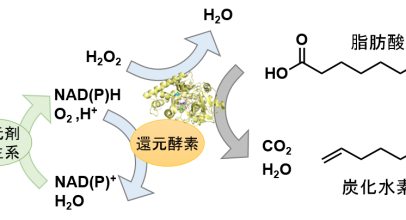 微生物の酵素が生産するバイオ燃料 ~「バイオガソリン」の生産を目指して~