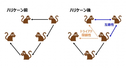 アカゲザルは自然災害の後に新たな社会関係を築く