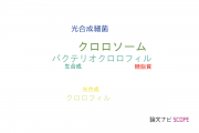 【論文データ】chlorosome（クロロソーム）の国内研究動向まとめ
