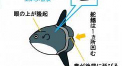 259年間のかくれんぼ!~3世紀の時を超え125年ぶりに新発見されたマンボウ属の新種「カクレマンボウ Mola tecta」~