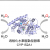 食酢の主成分「酢酸」が納豆菌の酵素を活性化する　～汎用的な過酸化水素型酸化酵素CYP152A1の開発～